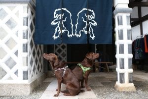 chromag_dogs