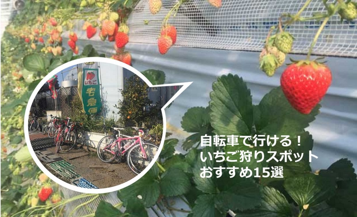 いちご狩り　自転車　おすすめ農園